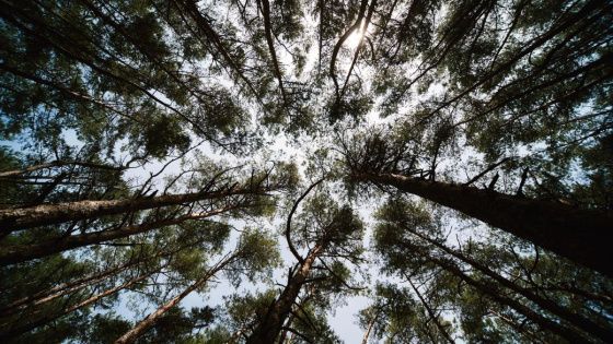 В Воронежской области полицейские спасли пенсионерку заблудившуюся в лесу