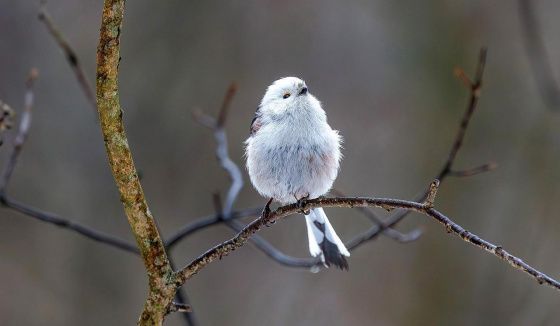 Чем питаются синицы, дятлы и пищухи в столице в лютые морозы?