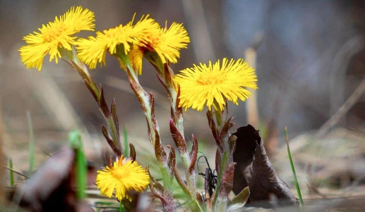 В Москве распустились мать-и-мачеха и другие растения