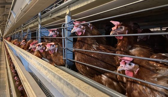 В Тюменской области уничтожат кур из-за инфекции на птицефабрике