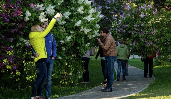 Сиреневый сад появится в центре Нижнего Новгорода