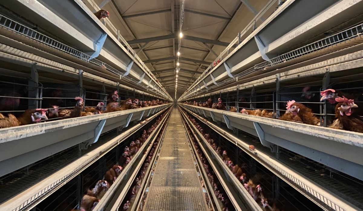 В России вновь заговорили о кризисе перепроизводства яиц