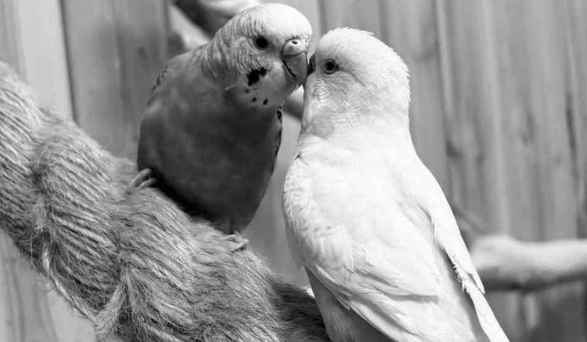 Бастрыкин взял под контроль расследование гибели более 30 попугаев в зоопарке Кудрово