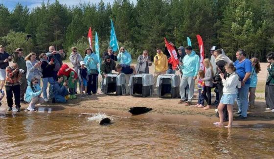 В Ладожское озеро выпустили трёх нерп с номерами вместо кличек
