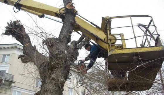 В Челябинске стартует санитарная обрезка деревьев