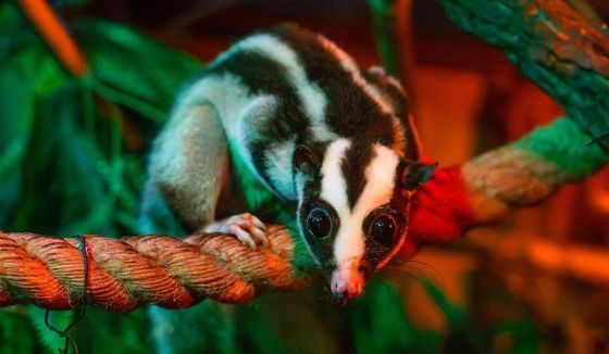 В Московском зоопарке появился новый обитатель