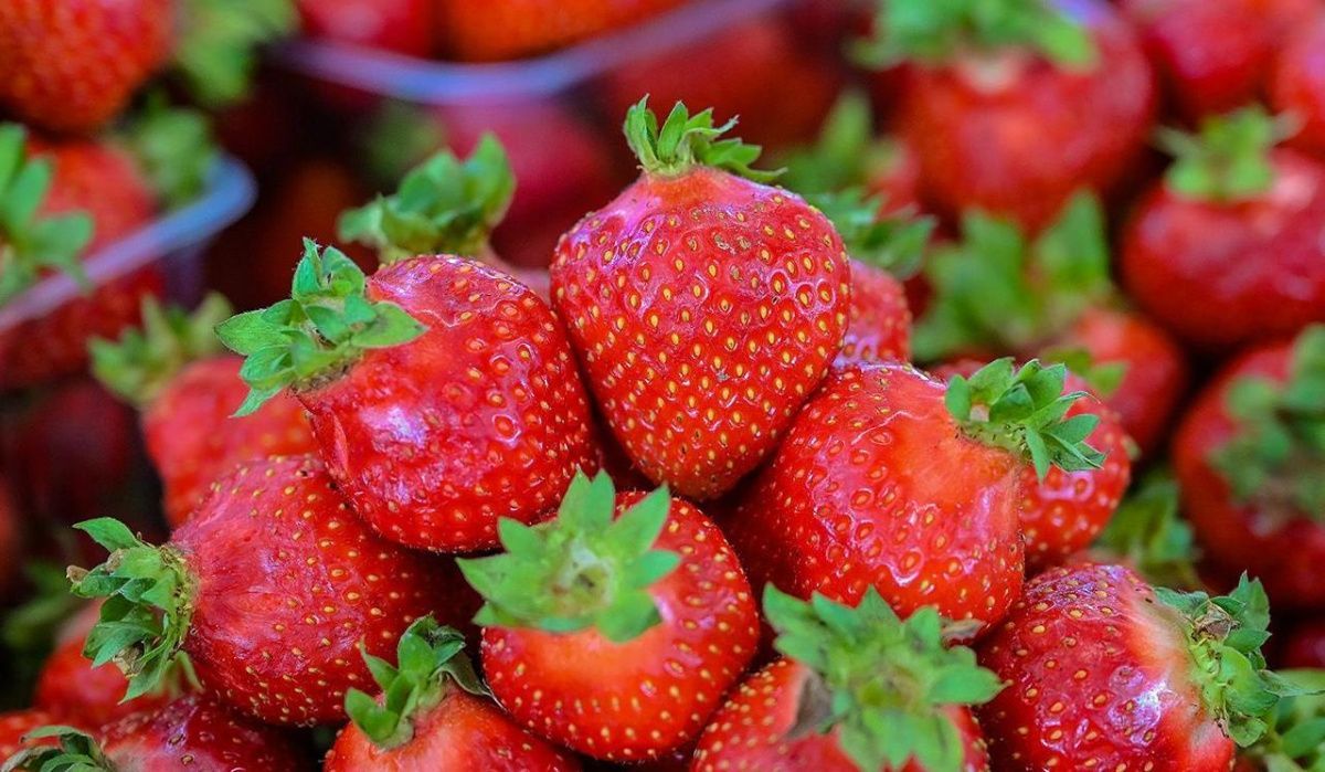 Ремонтантная малина и клубника появились на московских ярмарках