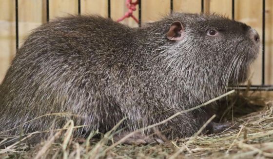 Юные москвичи выберут имена для новых обитателей на "Городской ферме" ВДНХ – нутрий