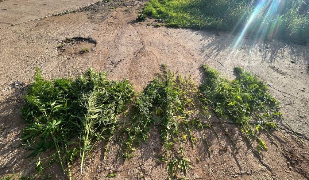 В Чайковском начался третий этап операции «Мак-2025»