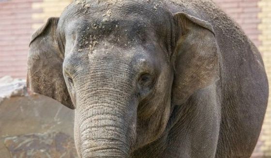 Слоны ростовского зоопарка получат в угощение на Масленницу чучело Зимы