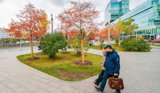 На Трубной площади Москвы высадили новые деревья
