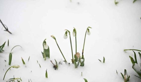 Штрафы за сбор подснежников грозят новосибирцам