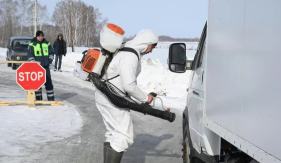 В Новосибирской области блокировали распространение пастереллеза