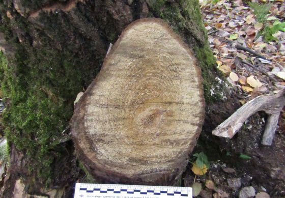 Житель Чайковского обвиняется в незаконной рубке леса в крупном размере