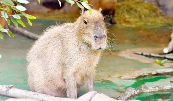 Московский зоопарк перевел теплолюбивых животных в зимние вольеры