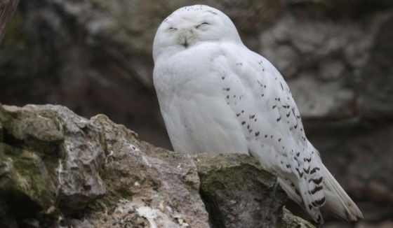 Совы обосновались в скверах и парках Санкт-Петербурга