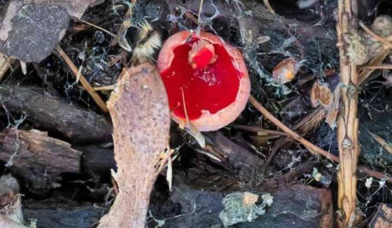 Грибной сезон стартовал в Петербурге и Ленинградской области