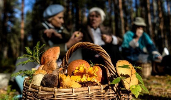 Эксперты рассказали о начале сезона сбора осенних грибов