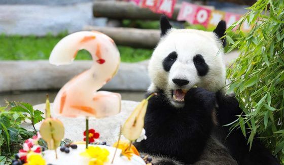 Столица отпразднует Международный день панды с Катюшей, Жуи и Диндин