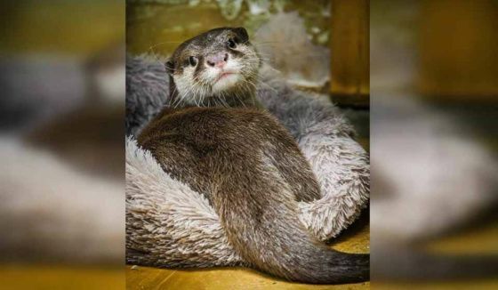 В зоопарке Екатеринбурга выбрали «Зоо-мистера»