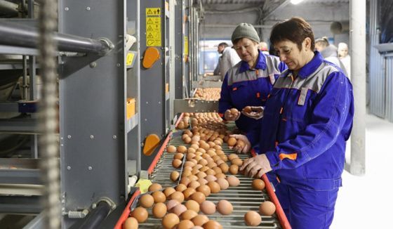 Волгоградская область увеличила производство яиц