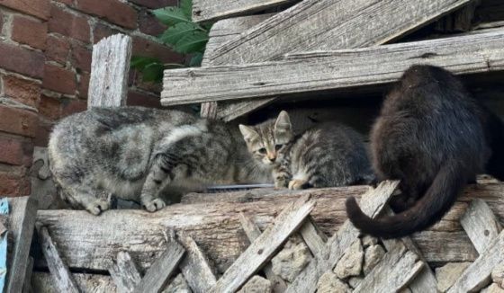 В Самарской области потратят полмиллиарда рублей на снос аварийных домов