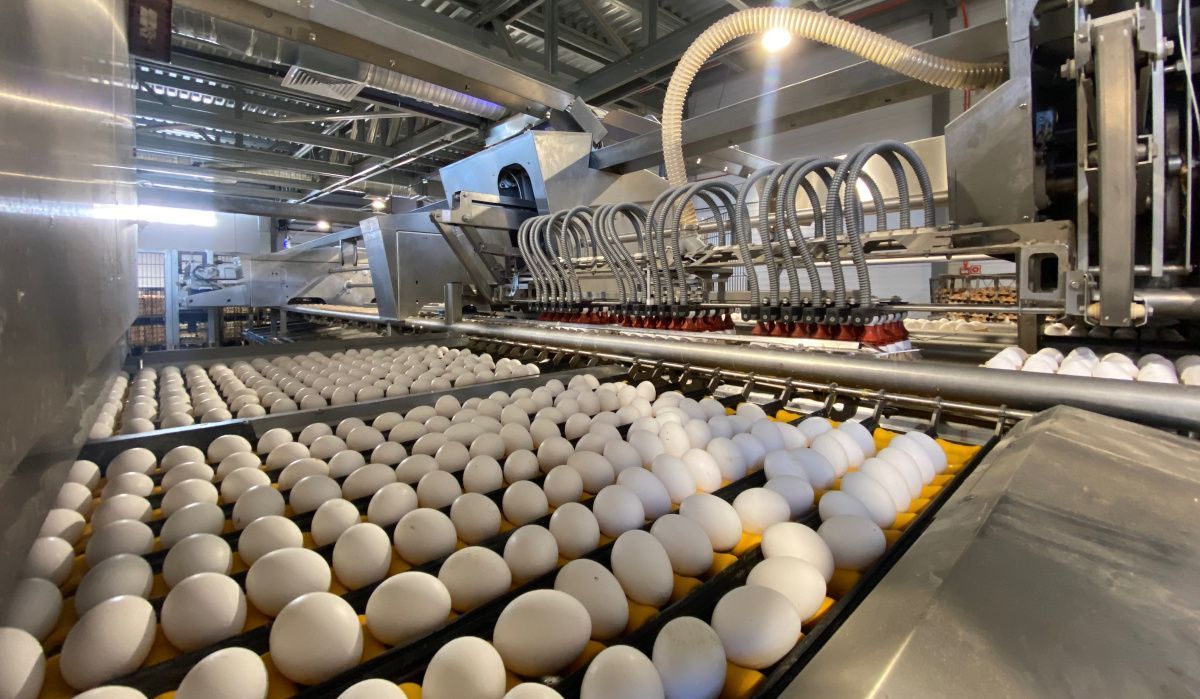 «Птицефабрика Чайковская» поставила новый рекорд производства яйца