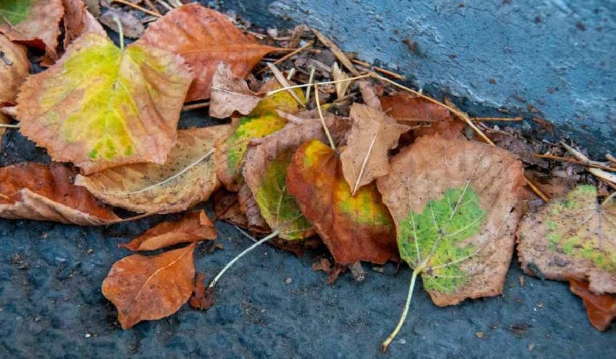 Петербургские дворы избавят от опавшей листвы к началу ноября