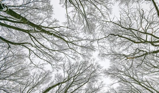 Снегопады ожидаются в Воронеже на праздничные выходные