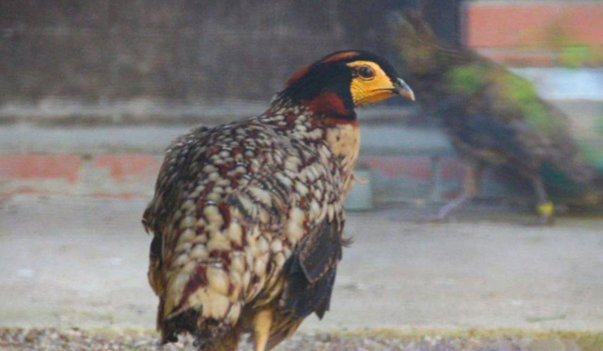 В Московском зоопарке поселились редчайшие обитатели