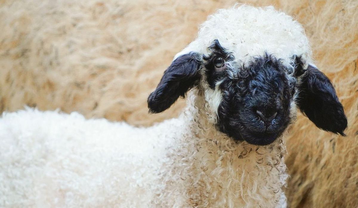 В филиале Московского зоопарка произошло пополнение в семье ягнят