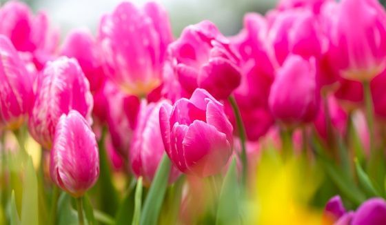 Мэр Москвы Сергей Собянин поздравил женщин с Международным женским днем