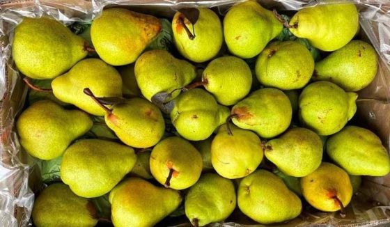 В Петербурге ликвидировали свыше 230 тонн импортных фруктов в январе