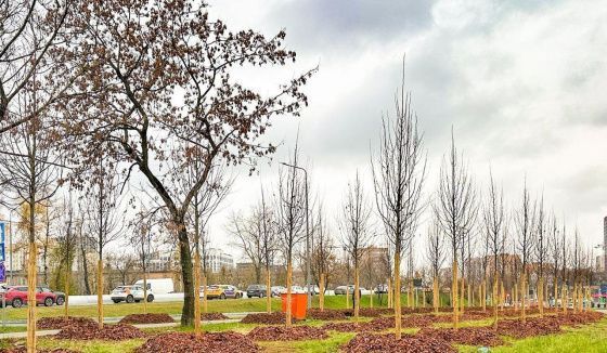 Более тысячи деревьев высадят на Волгоградском проспекте и Марксистской улице в Москве