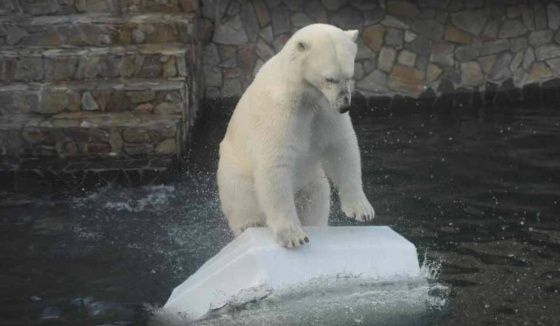 Ленинградский зоопарк переходит на весенний режим работы