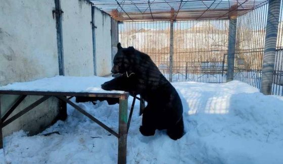 Медведи проснулись в Большереченском зоопарке после зимней спячки