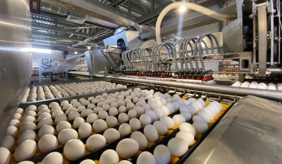«Птицефабрика Чайковская» поставила новый рекорд производства яйца